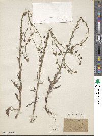 Cynoglossum creticum image