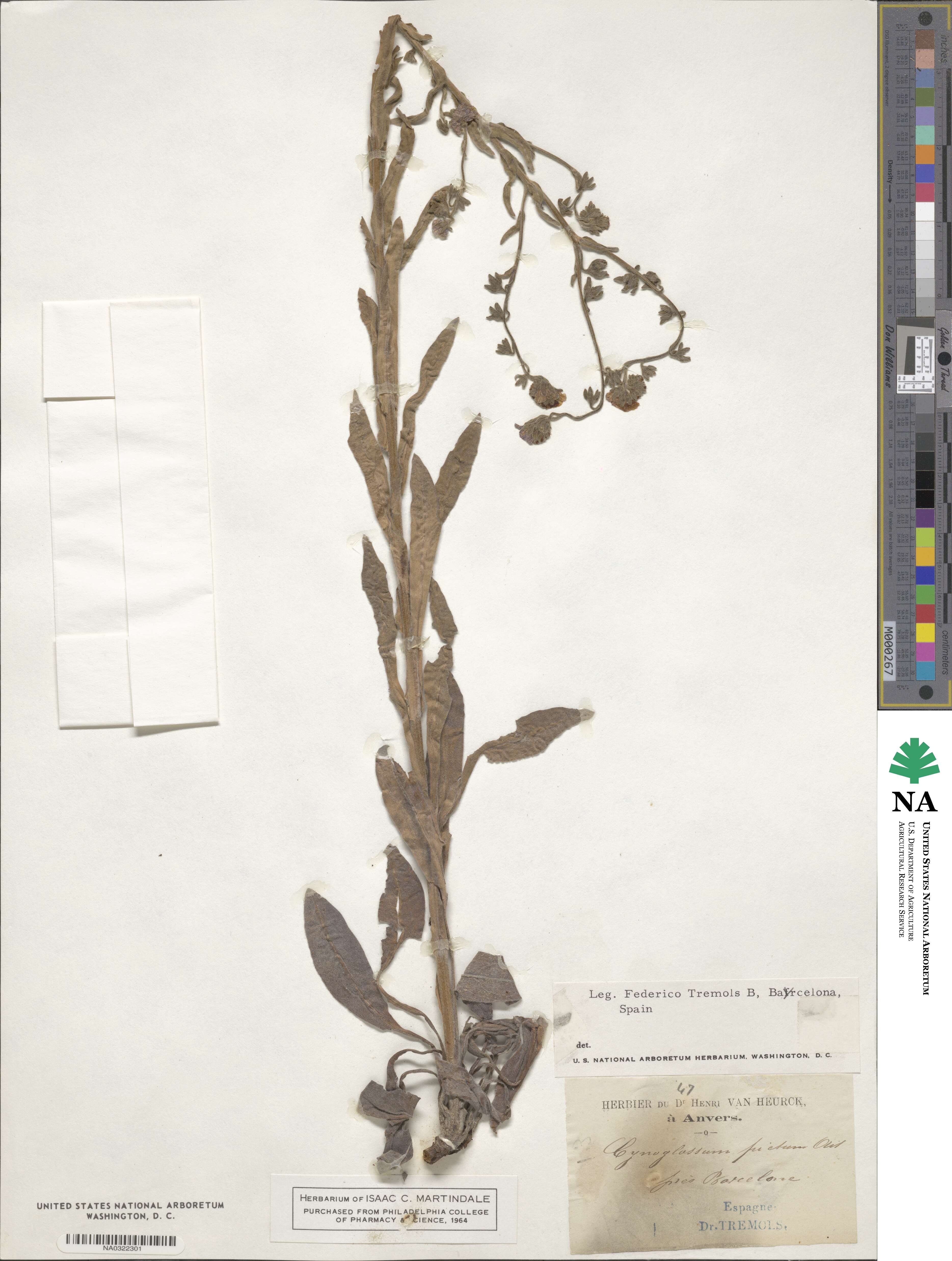 Cynoglossum creticum image