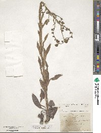 Cynoglossum creticum image