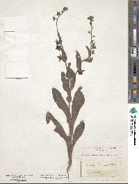 Cynoglossum creticum image