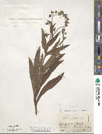 Cynoglossum officinale image