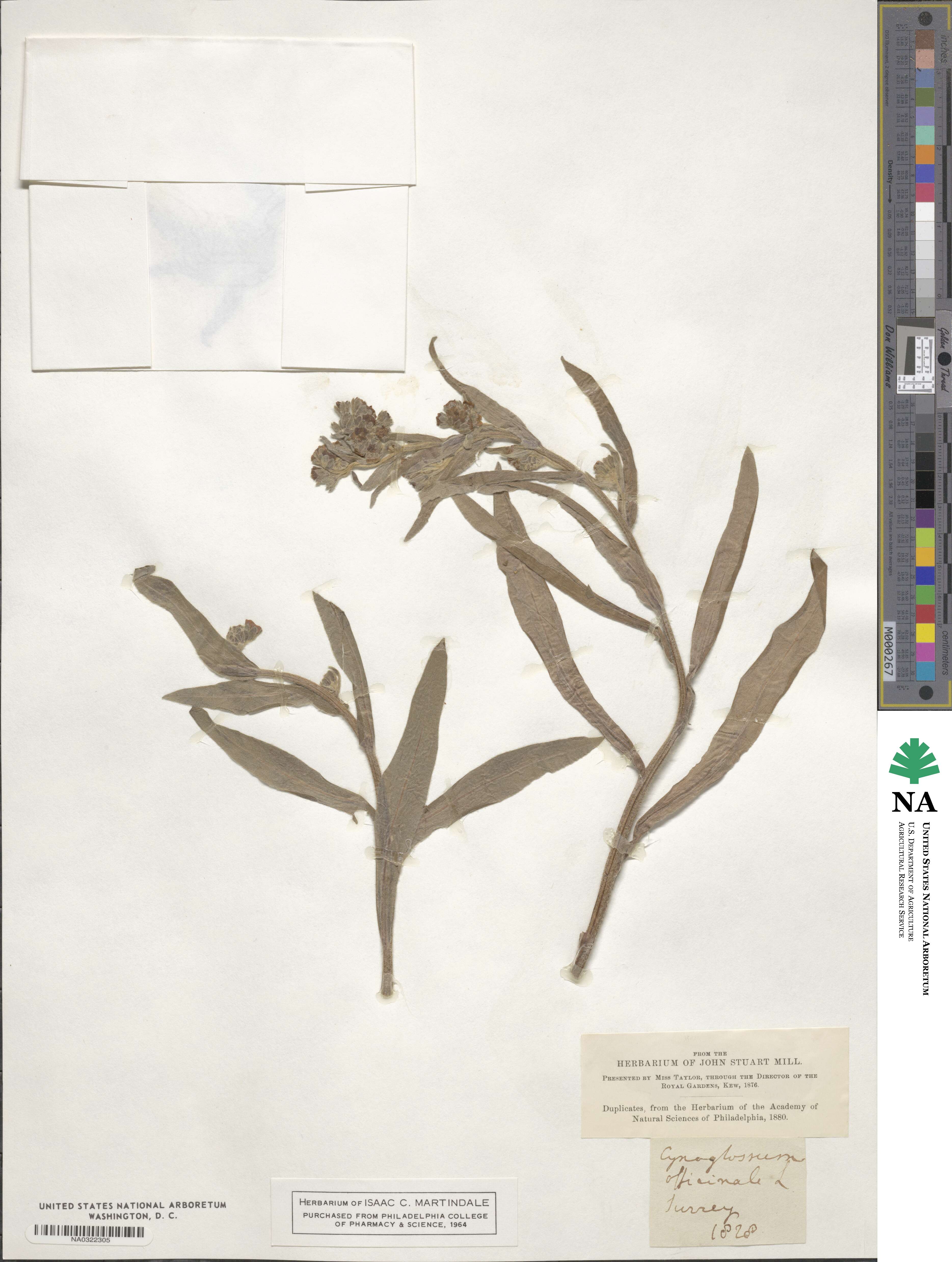 Cynoglossum officinale image