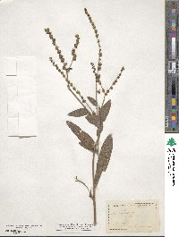 Cynoglossum officinale image