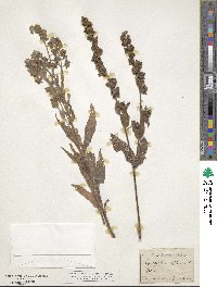 Cynoglossum officinale image