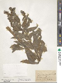 Cynoglossum officinale image