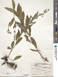 Cynoglossum montanum image