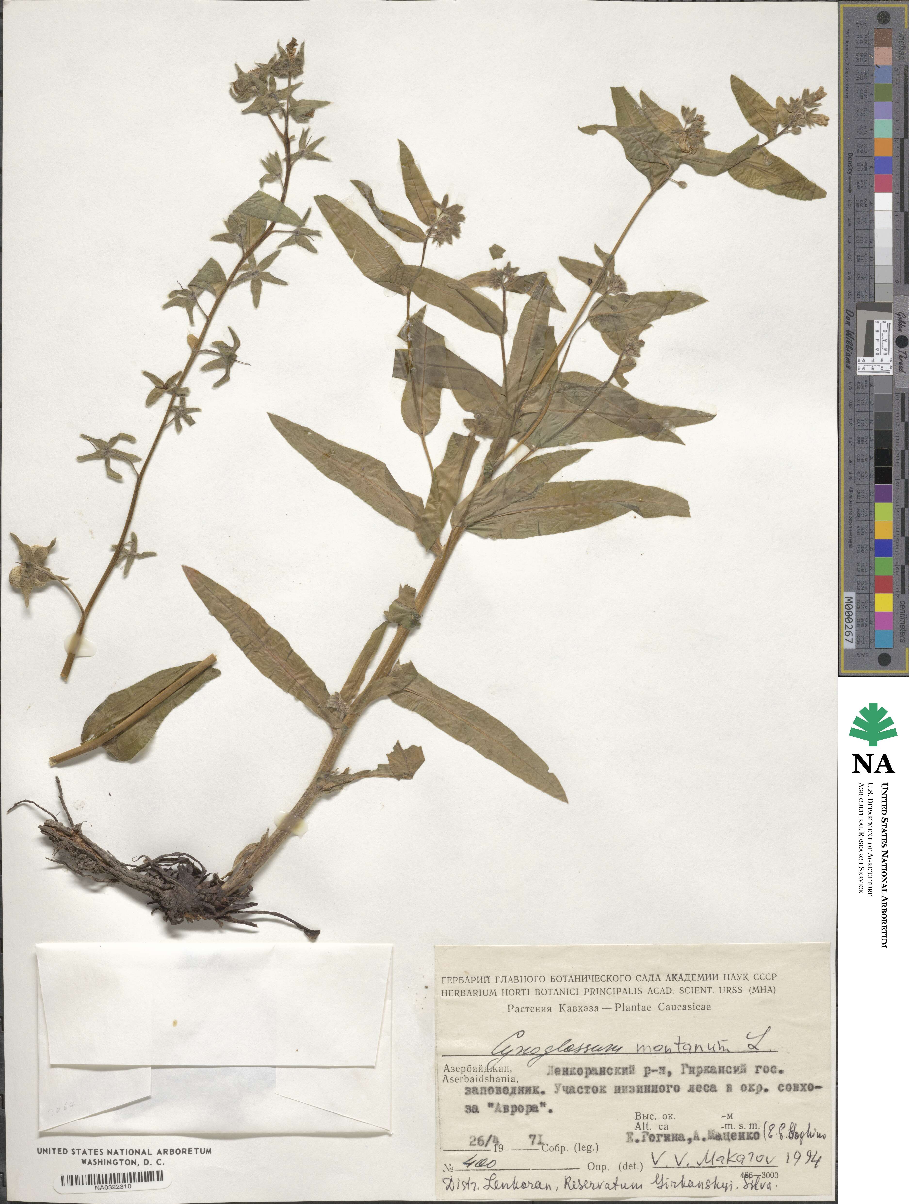 Cynoglossum montanum image