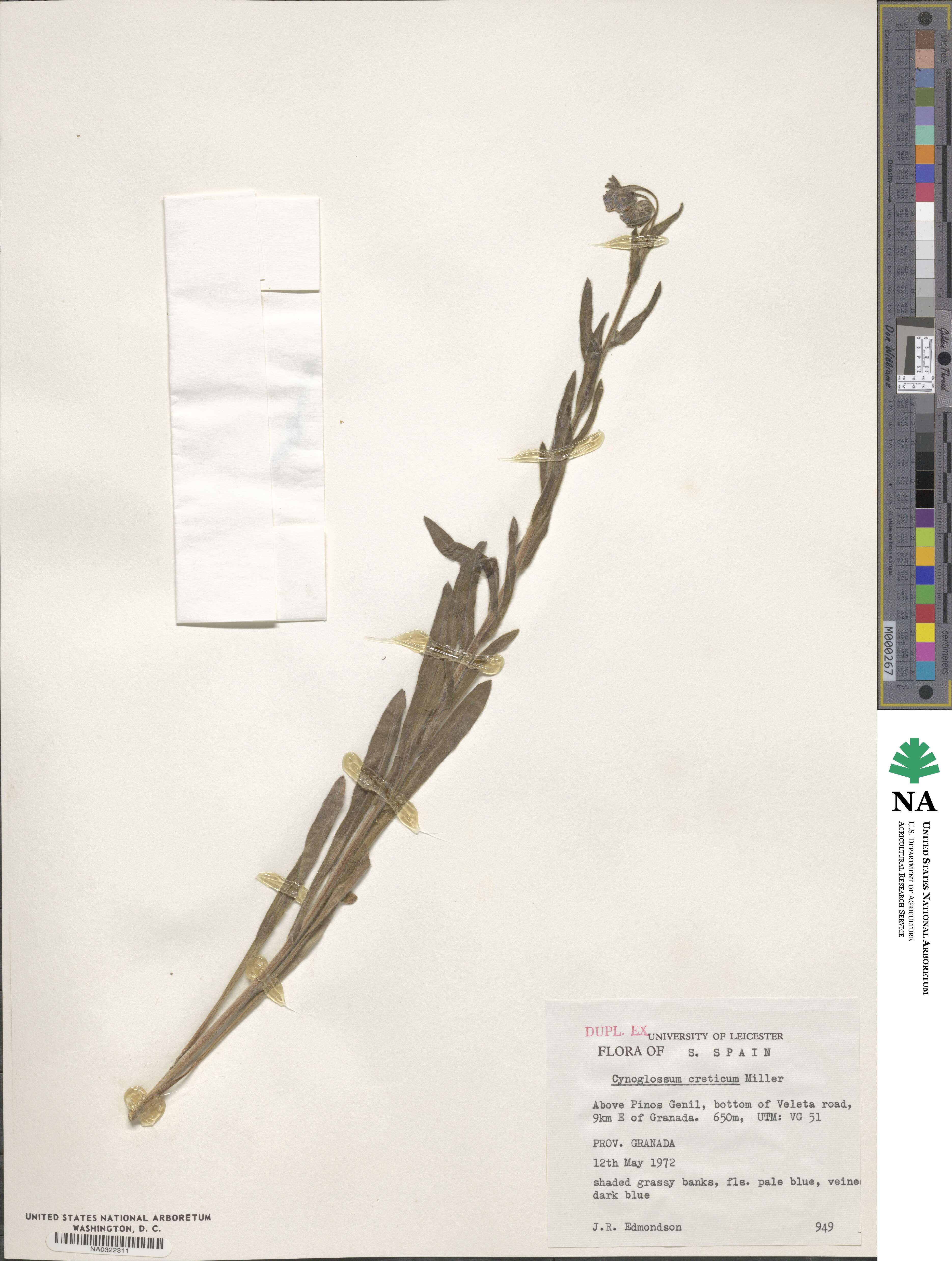 Cynoglossum creticum image