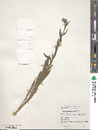 Cynoglossum creticum image