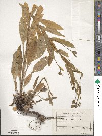 Cynoglossum creticum image