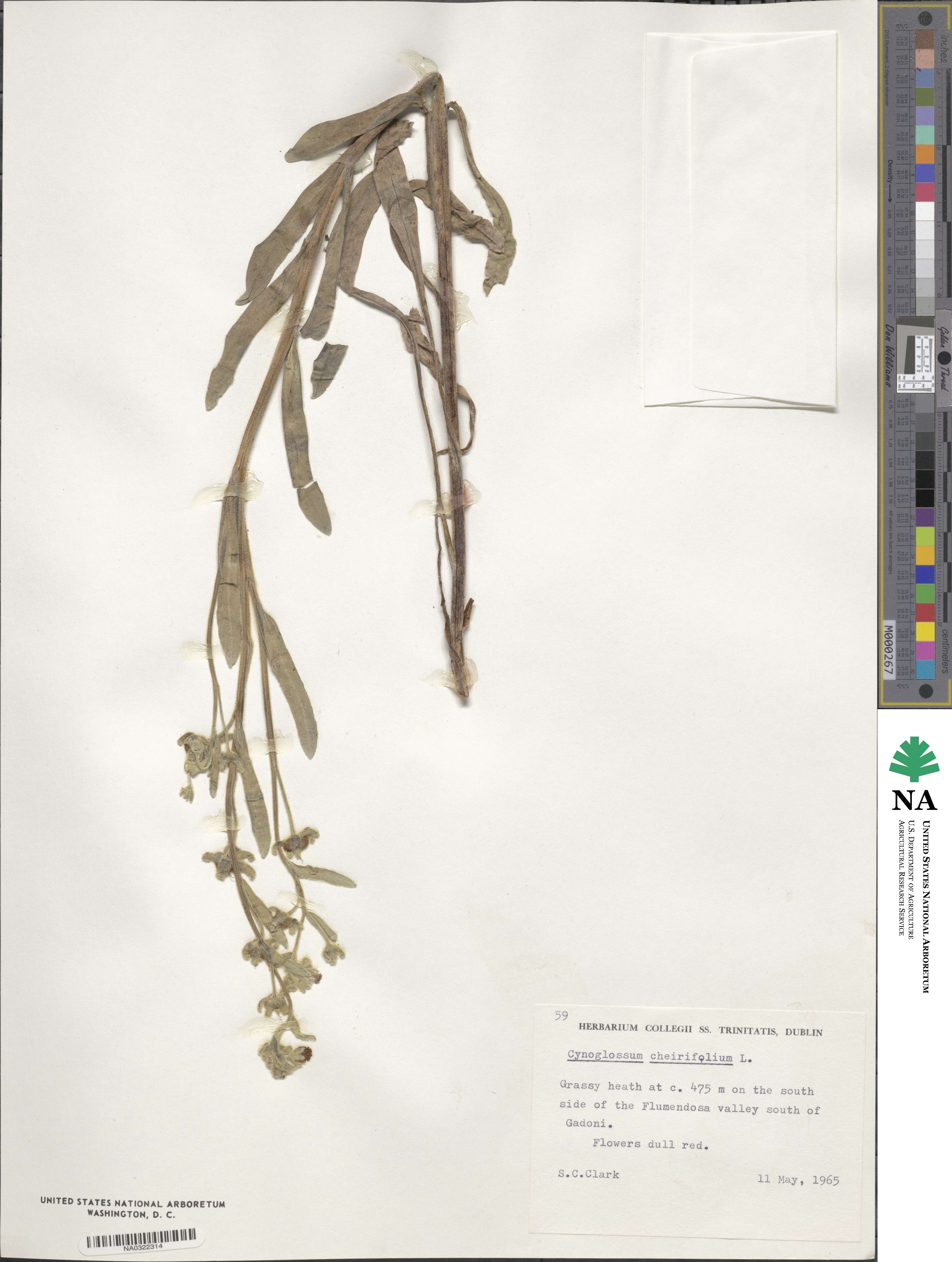 Cynoglossum cheirifolium image