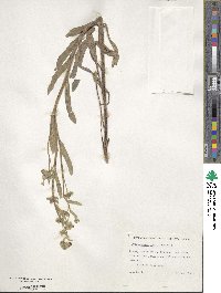 Cynoglossum cheirifolium image