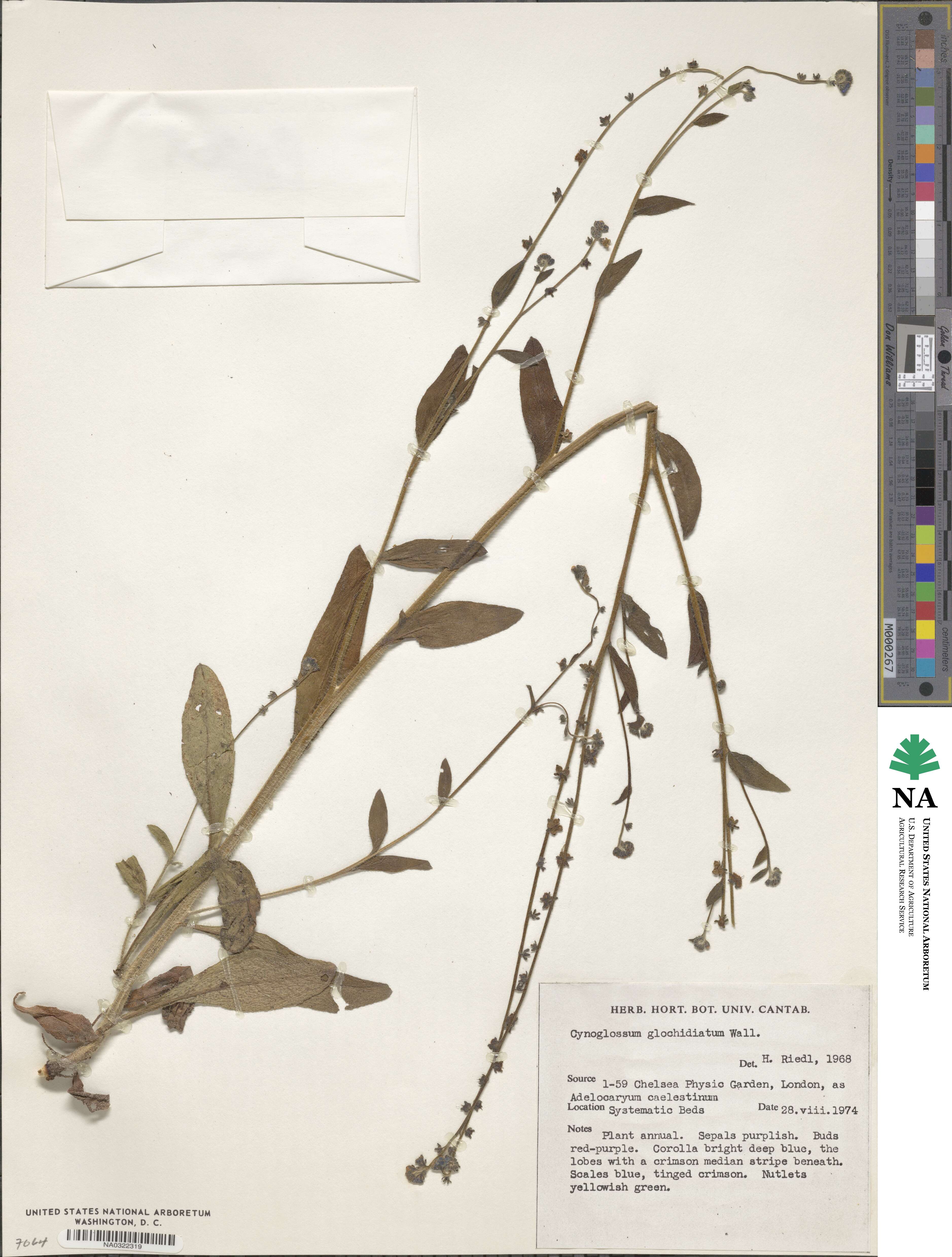 Paracynoglossum glochidiatum image
