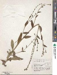 Paracynoglossum glochidiatum image