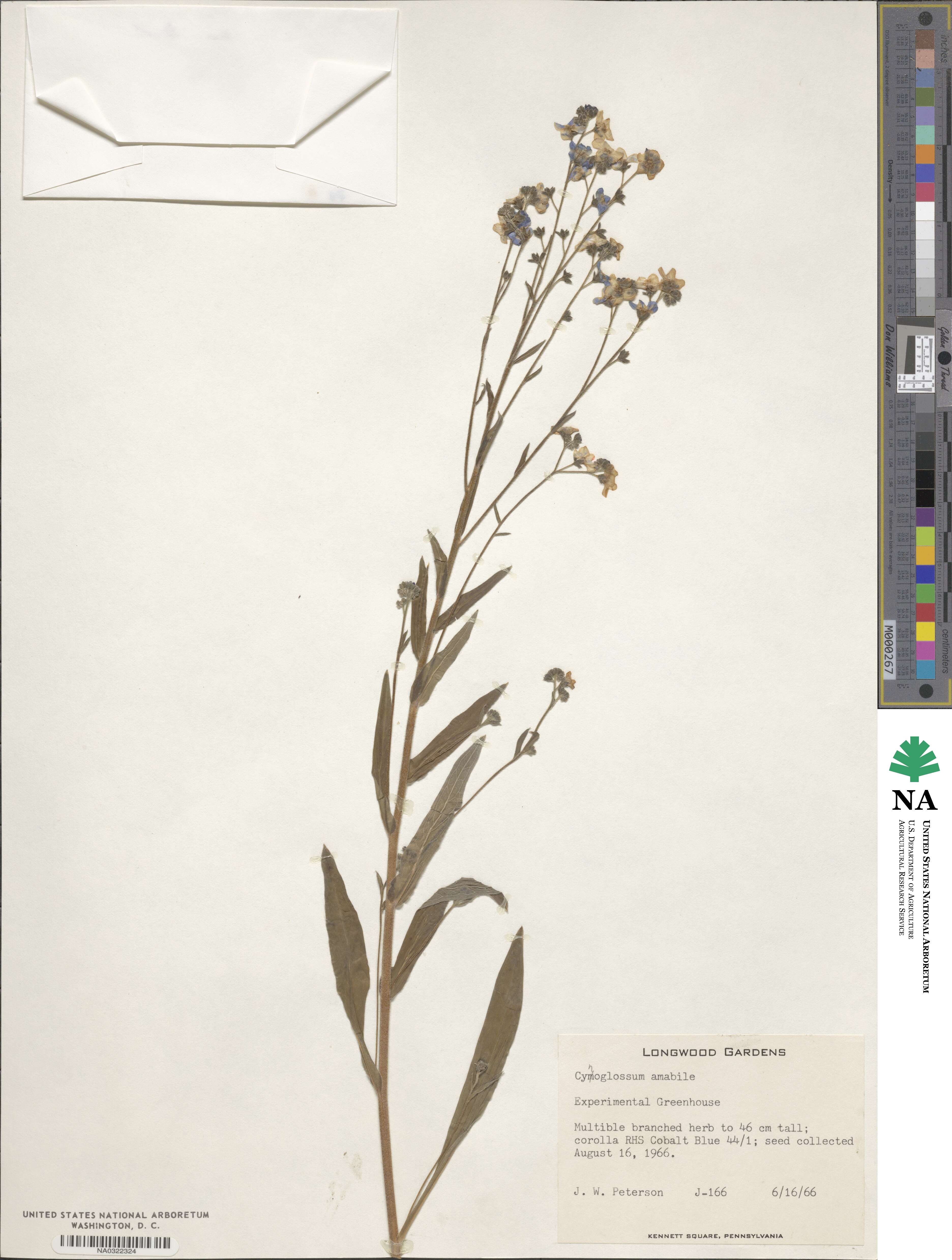 Cynoglossum amabile image