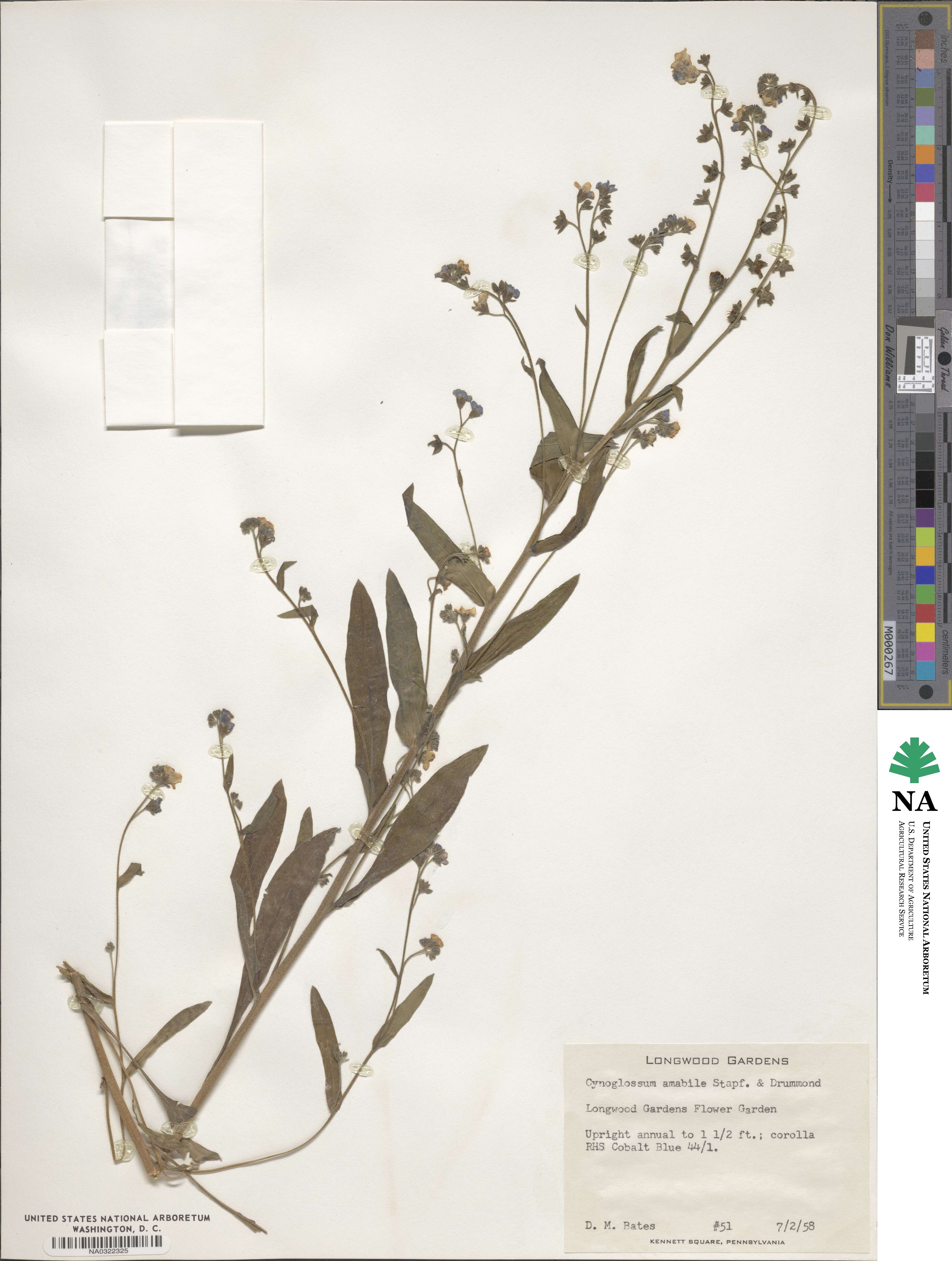 Cynoglossum amabile image