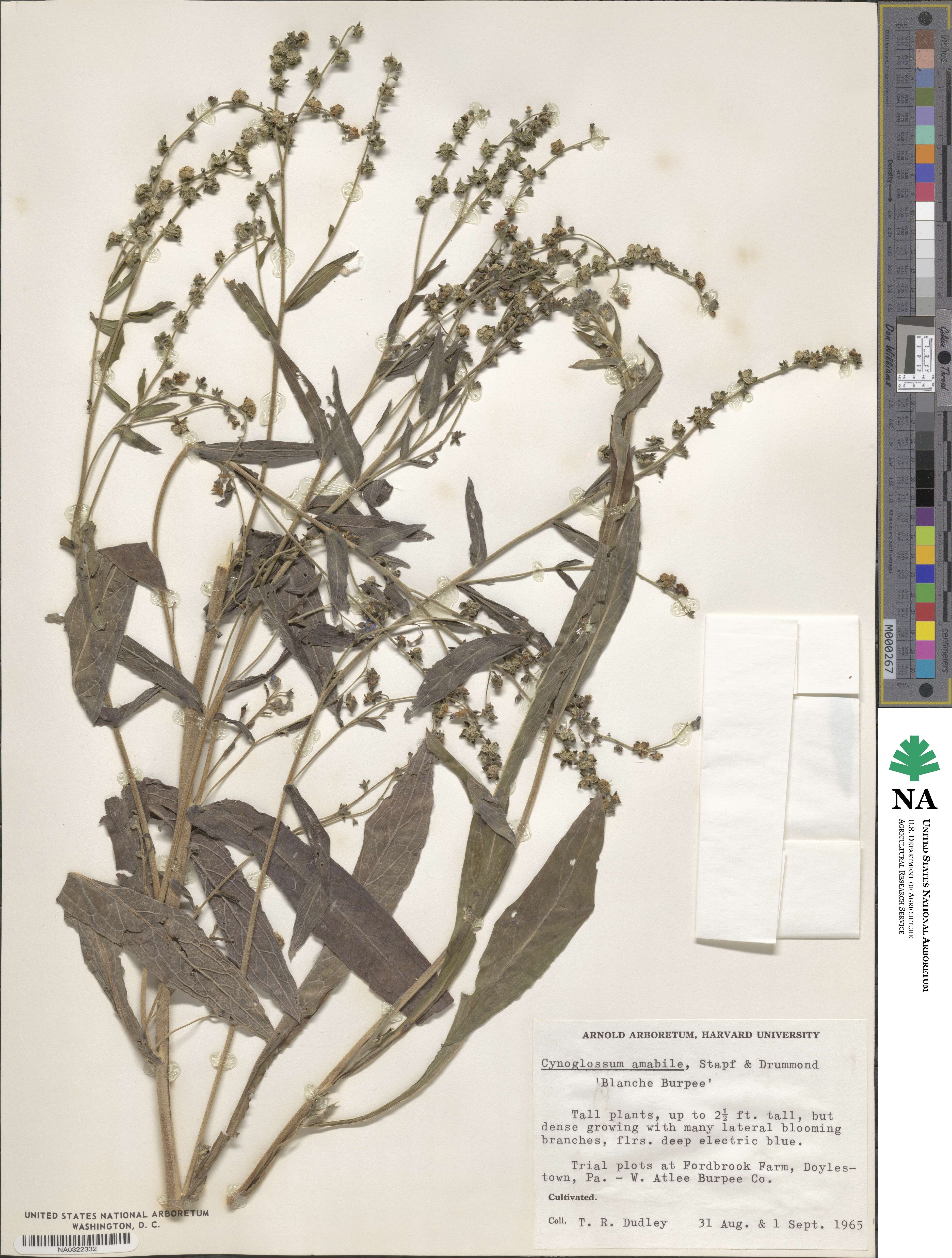 Cynoglossum amabile image