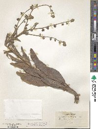 Cynoglossum creticum image