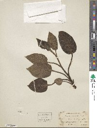 Image of Ailuroglossum triste