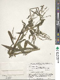 Hackelia floribunda image