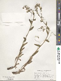 Hackelia floribunda image