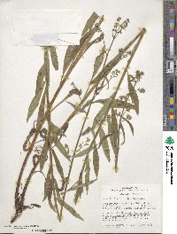 Hackelia floribunda image