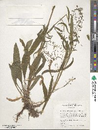 Hackelia floribunda image