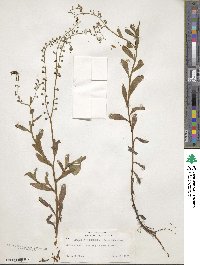 Hackelia floribunda image