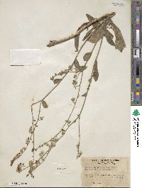 Hackelia floribunda image