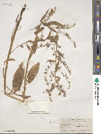 Hackelia floribunda image