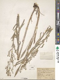 Hackelia floribunda image