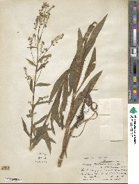 Hackelia floribunda image