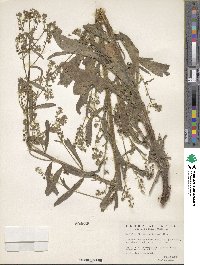 Hackelia floribunda image