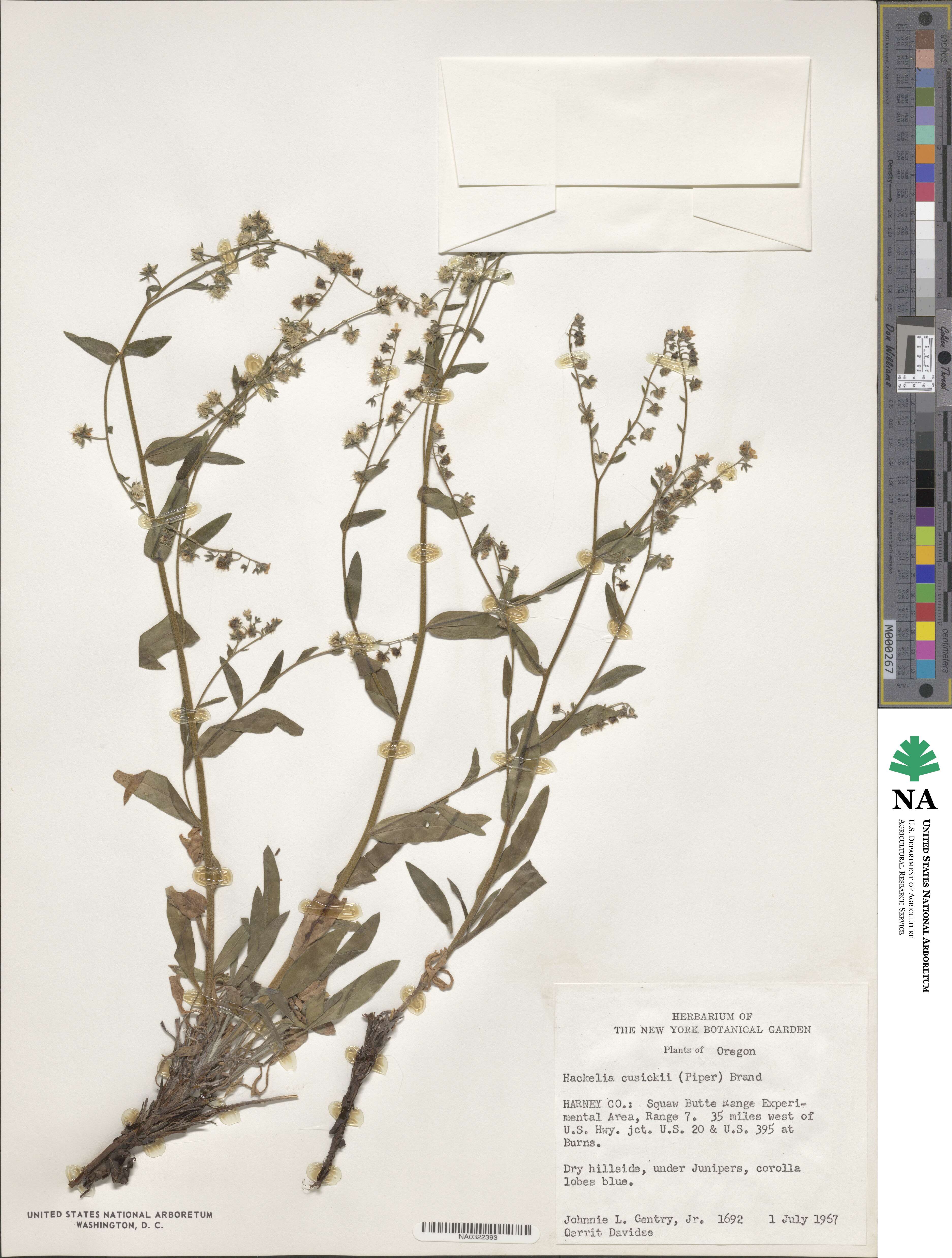 Hackelia cusickii image