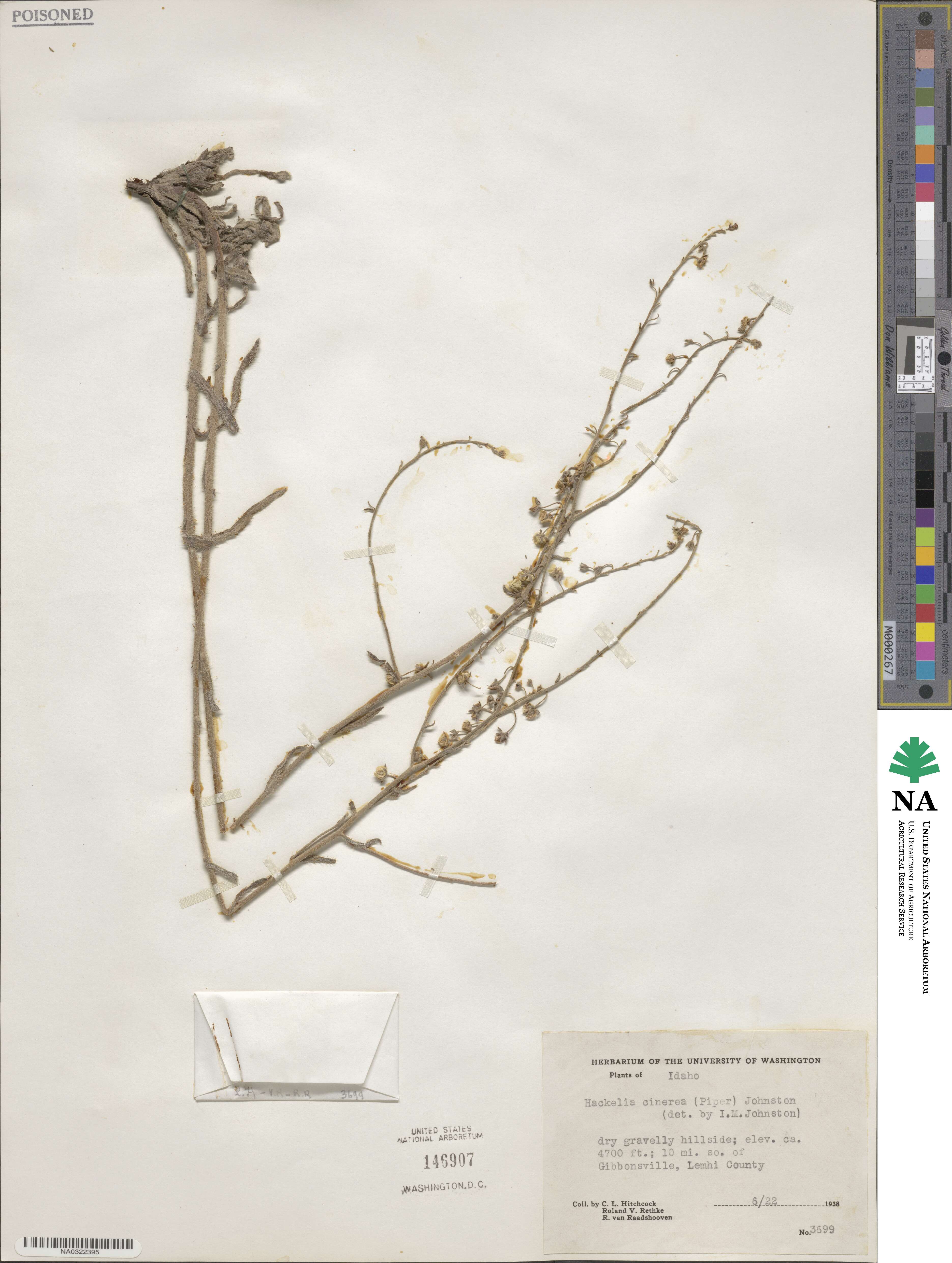 Hackelia cinerea image