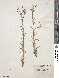 Hackelia diffusa var. arida image