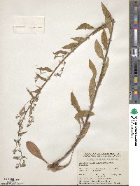 Hackelia deflexa subsp. americana image