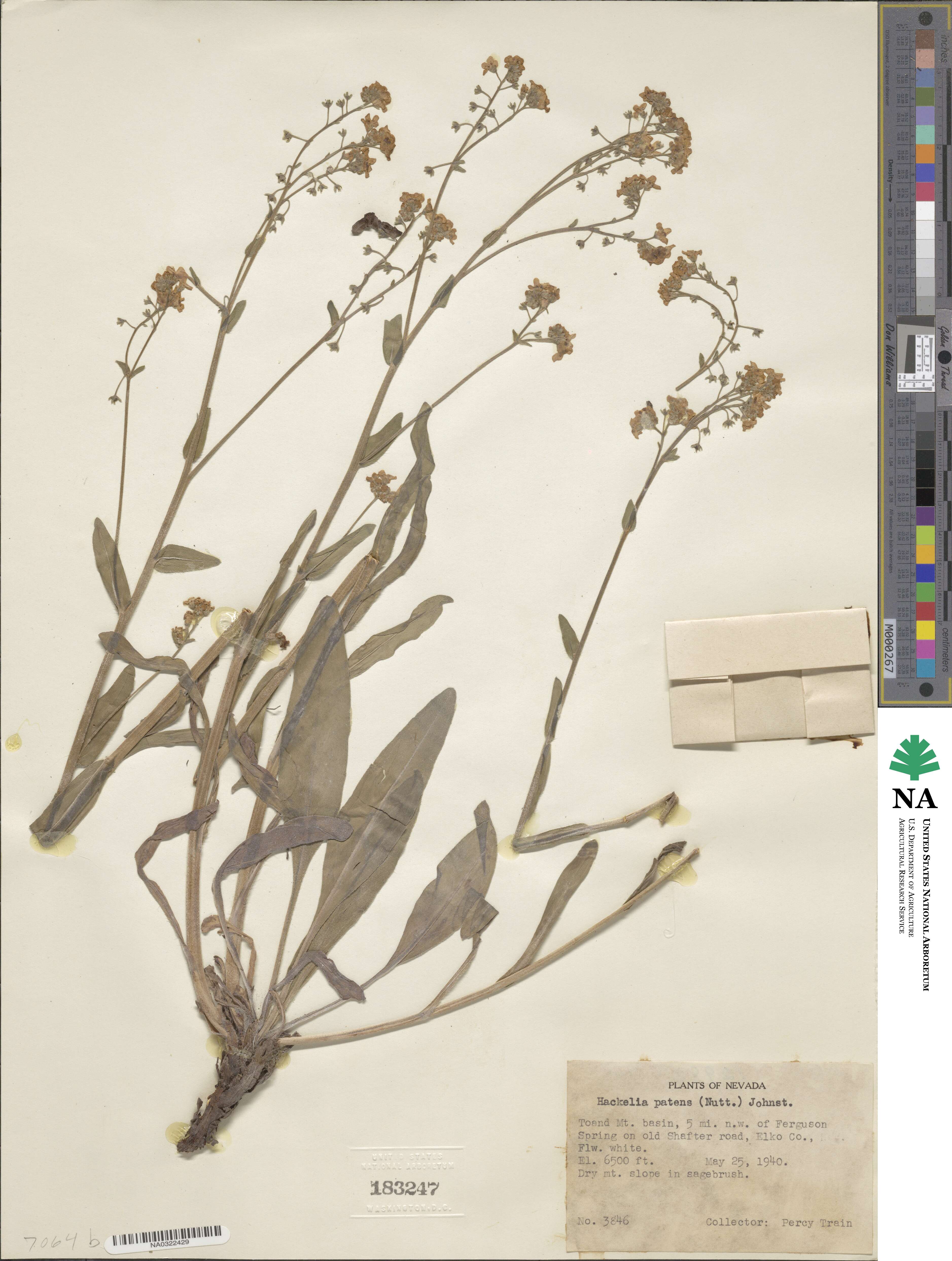 Hackelia patens image