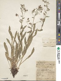 Hackelia micrantha image