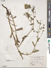 Hackelia micrantha image