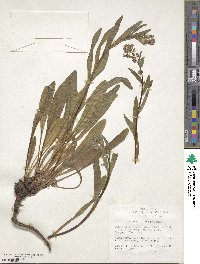 Hackelia micrantha image