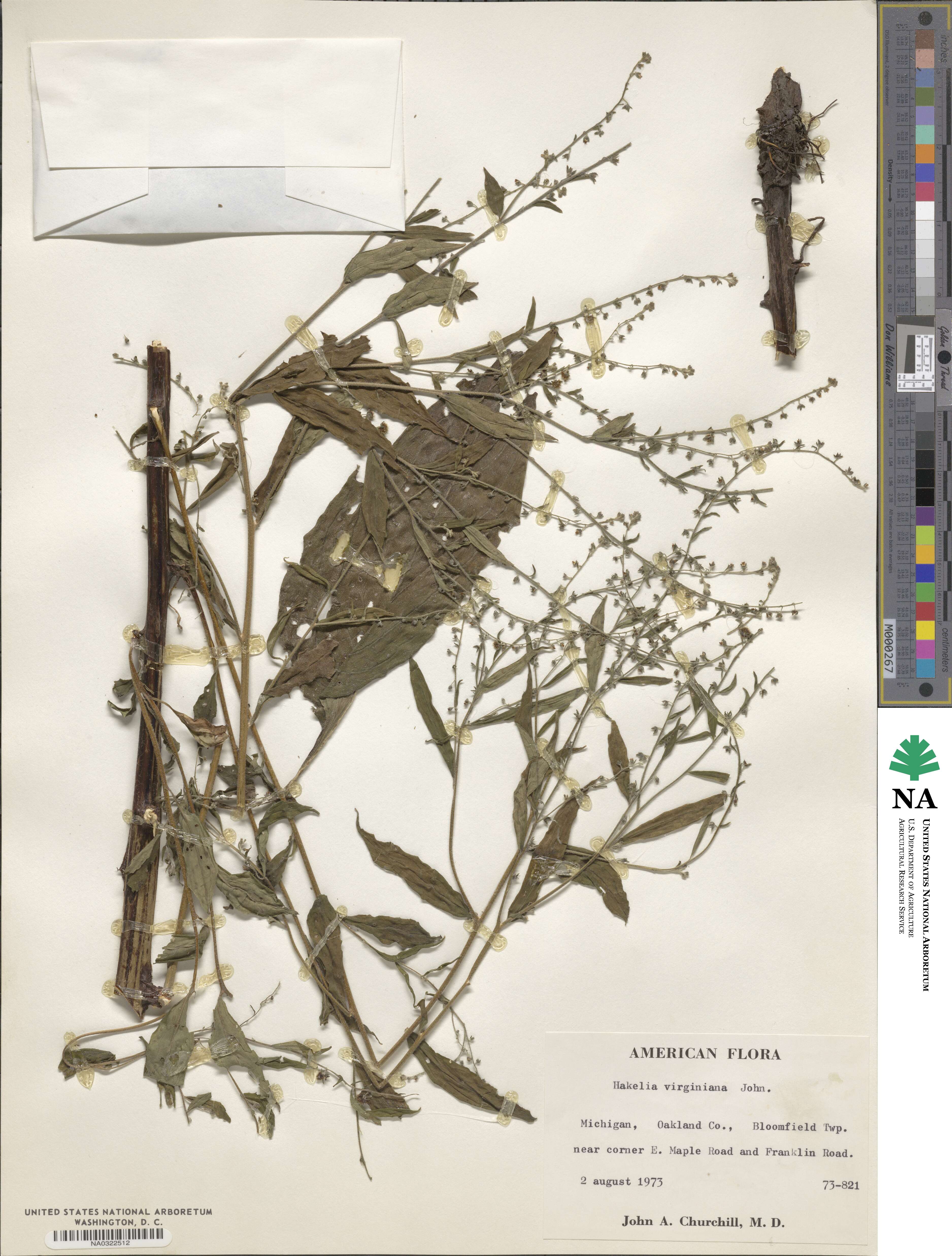 Hackelia virginiana image