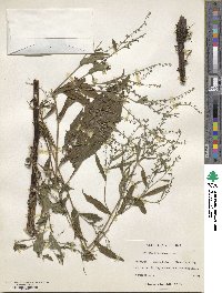 Hackelia virginiana image