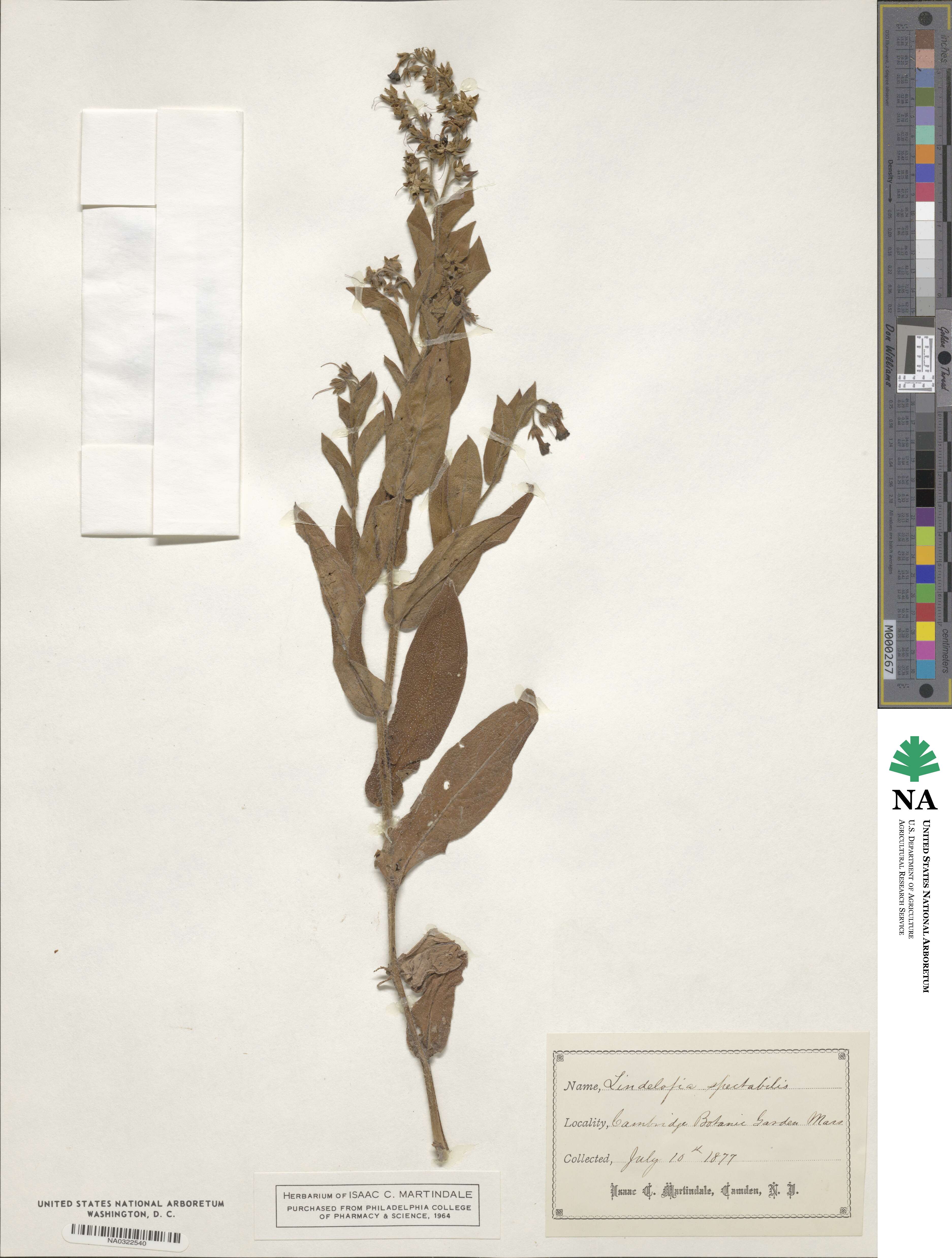 Lindelofia longiflora image