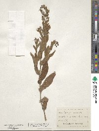 Lindelofia longiflora image