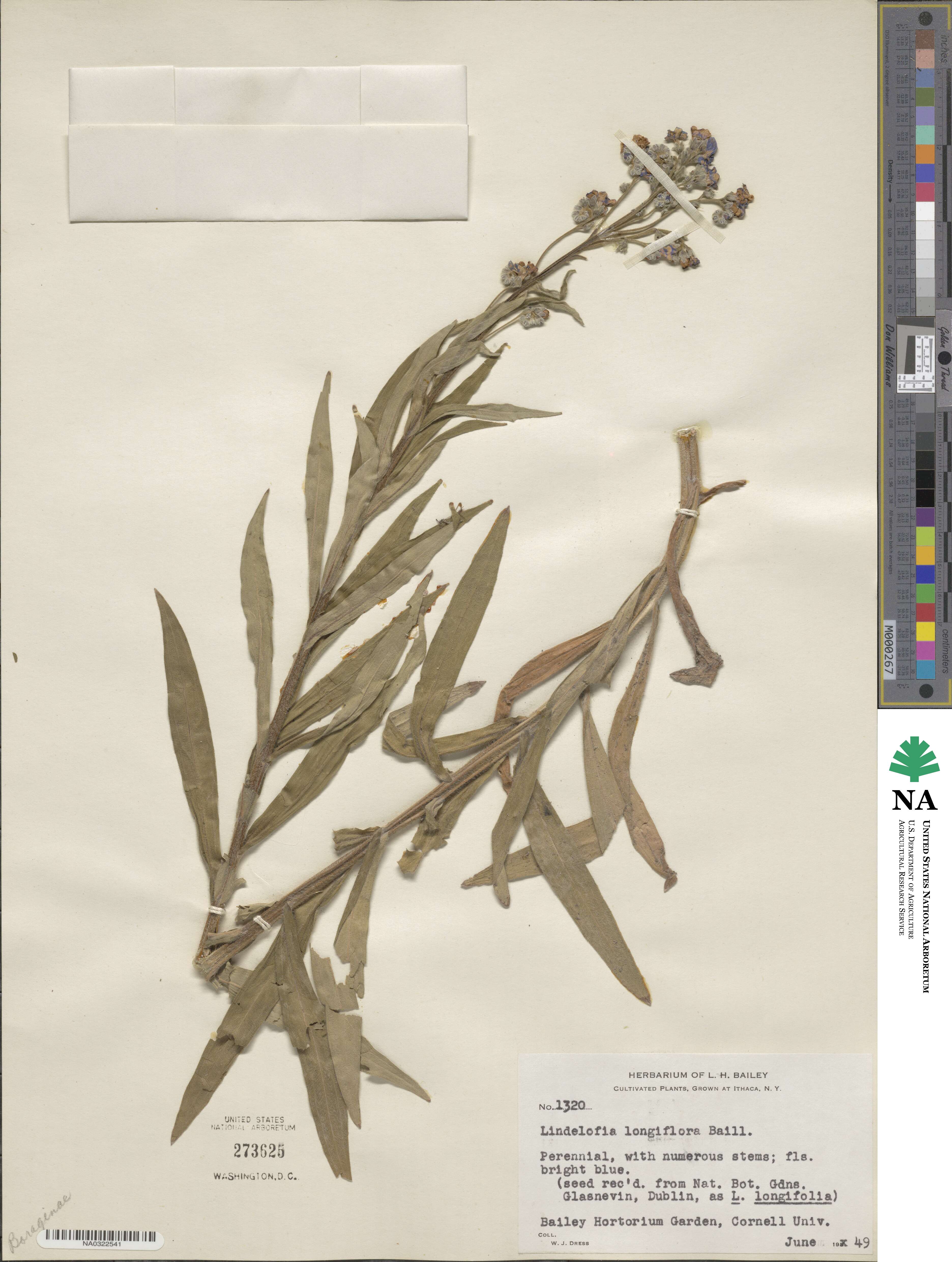 Lindelofia longiflora image