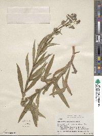 Lindelofia longiflora image