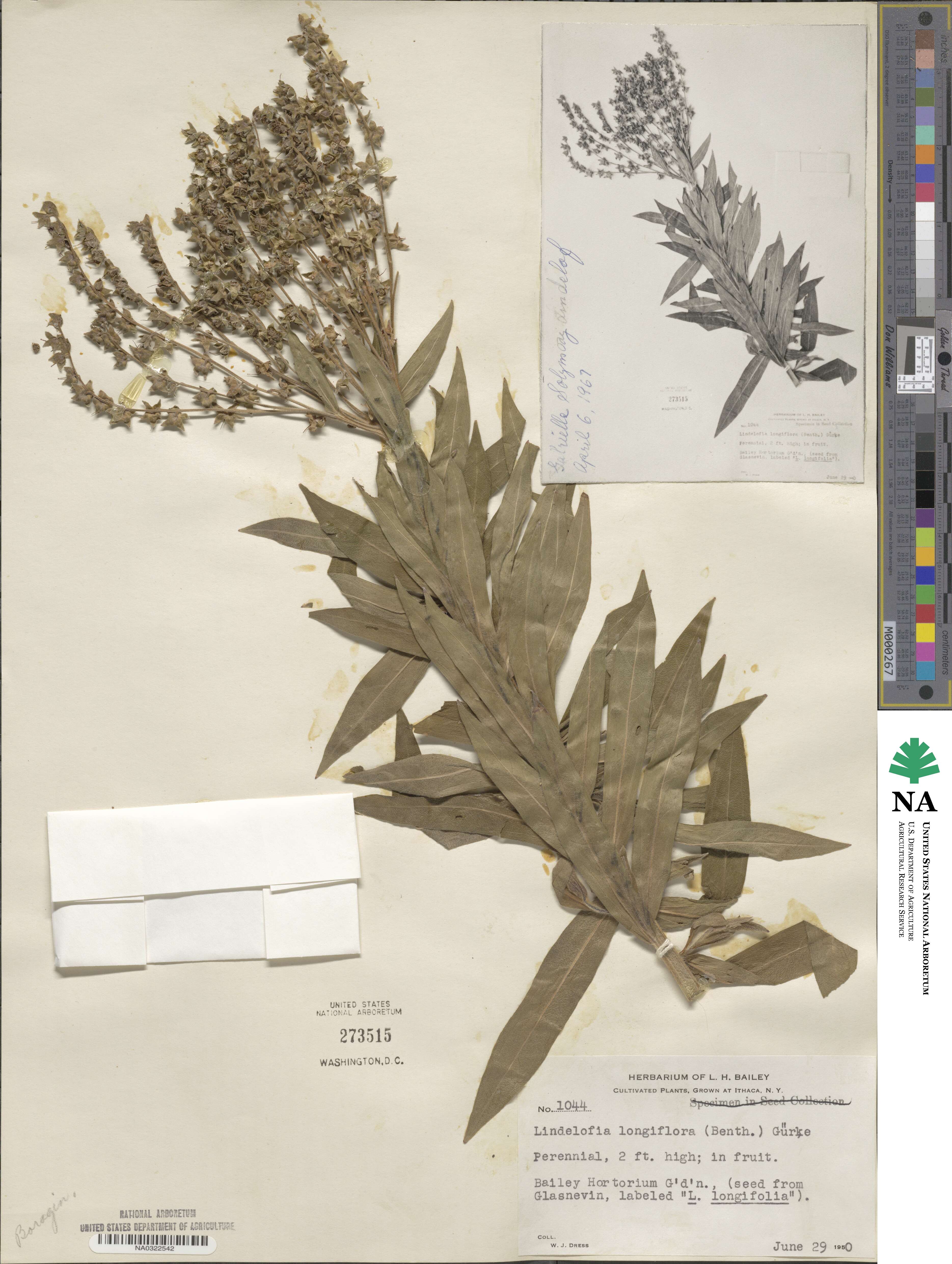 Lindelofia longiflora image