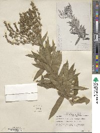 Lindelofia longiflora image