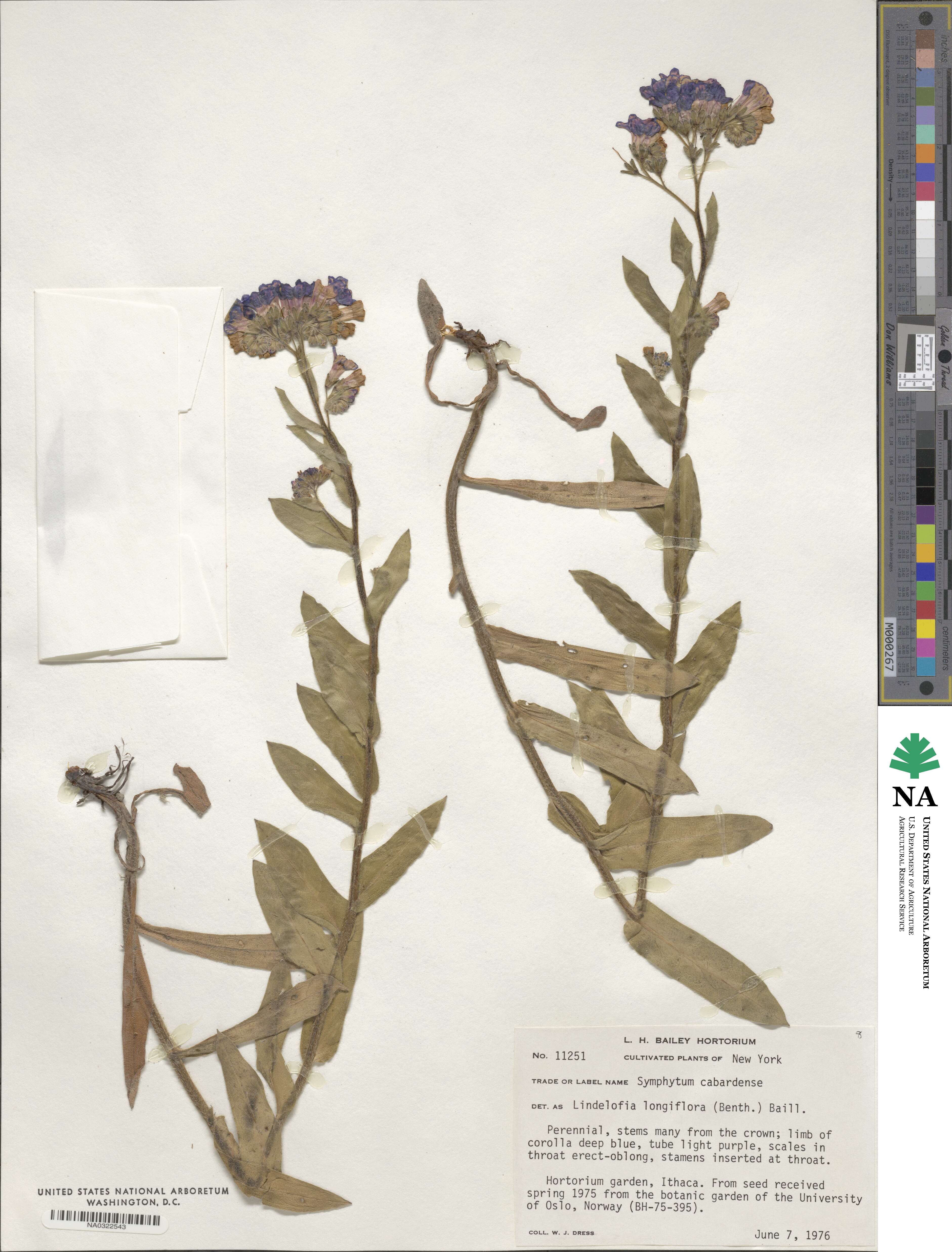 Lindelofia longiflora image